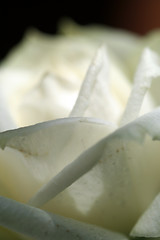 Image showing White rose