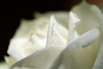 Image showing White rose