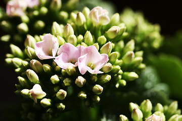 Image showing Beautiful wild flower.