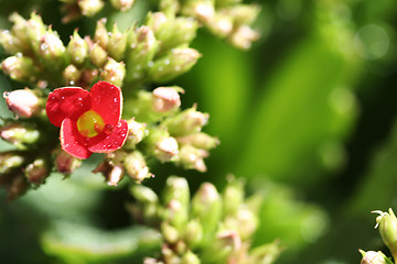 Image showing Beautiful wild flower.