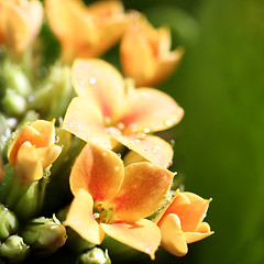 Image showing Beautiful wild flower.