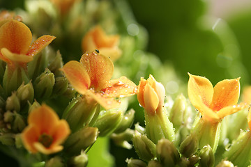 Image showing Beautiful wild flower.