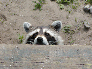 Image showing Raccoon Peeking