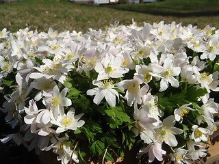 Image showing Wood anemone