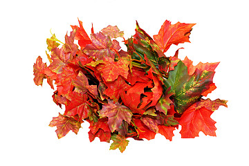 Image showing Leaves isolated