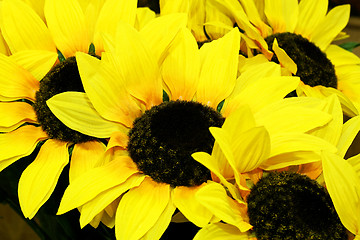 Image showing Sunflowers detail