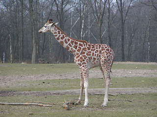 Image showing Rothschilds Giraffe