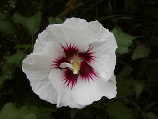 Image showing Hibiscus Flower