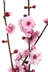 Image showing Stunning Image of Cherry Blossoms