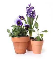 Image showing Colorful Spring Flowers of Pansies and Hyacinth in Pots