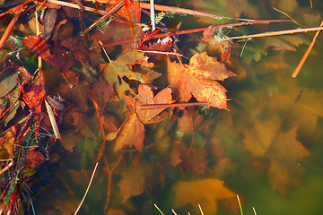 Image showing Murky River Water With Beautiful Fall Leaves Underwater