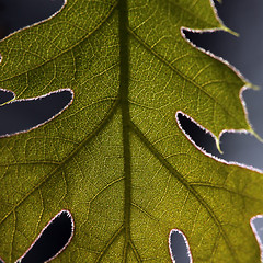 Image showing Extreme Close Up of a Leaf