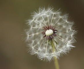 Image showing Extreme Depth of Field With a Dandilion