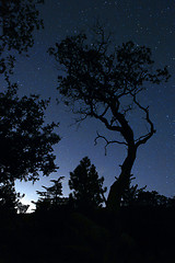 Image showing Life Like Tree Silhouette in the Darkness
