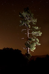 Image showing Lightpainted Tree in the Forest at Night