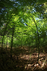 Image showing Miniature Fern Forest Amongst Fallen Pine Tree Needles