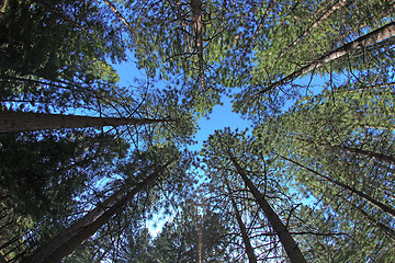 Image showing Extremely Tall Pine Trees in Nature