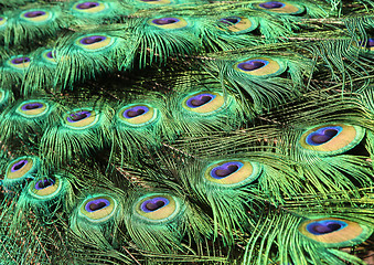 Image showing Bright Colorful Peacock Feathers