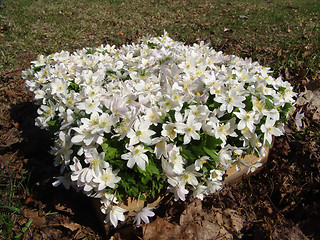 Image showing Wood anemone