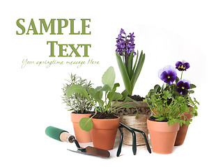 Image showing Happy Spring Time Herb Gardening on White Background