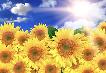 Image showing Bright Yellow Sunflowers on a Beautiful Sunny Day