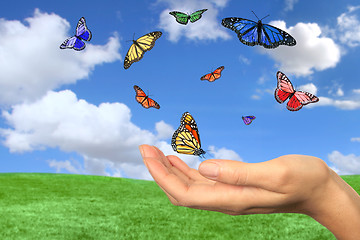 Image showing Pretty Butterflies Flying Free