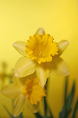 Image showing Yellow Daffodil With Extreme Depth of Field