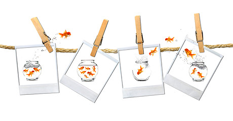 Image showing Humous Image of Goldfish Jumping Around