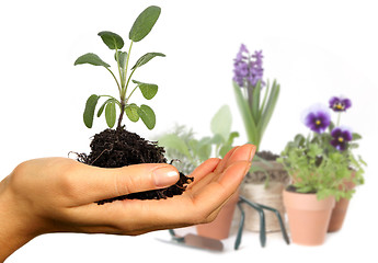 Image showing Colorful Spring Flowers in Pots