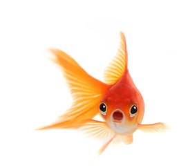 Image showing Shocked Goldfish Isolated on White Background