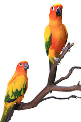 Image showing 2 Sun Conure Parrots on a Natural Branch