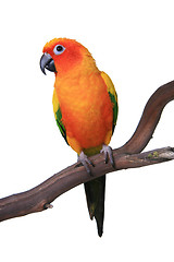 Image showing Cute Sun Conure Parrot Sitting on a Wooden Perch