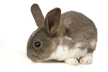 Image showing Cute Grey Pet Rabbit