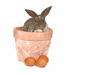 Image showing Adorable Pet Grey Rabbit With Eggs in a Pot