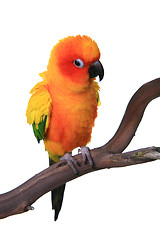 Image showing Puffy Sun Conure Parrot Bird