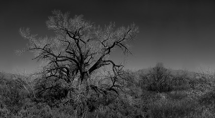 Image showing Infared Monochrome Image of a Tree in the Brush