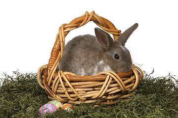 Image showing Cute Grey Rabbit in a Wicker Basket