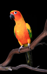 Image showing Curious Sun Conure Parrot Looking Ahead