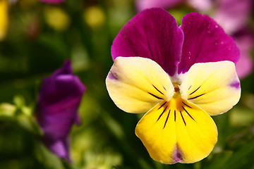 Image showing Pretty Purple and Yellow Pansy Macro