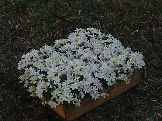 Image showing Wood anemone