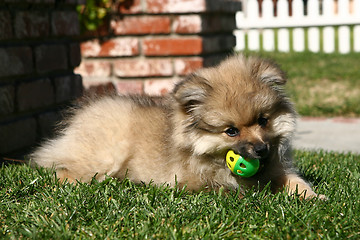 Image showing Pomeranian Puppy Playing