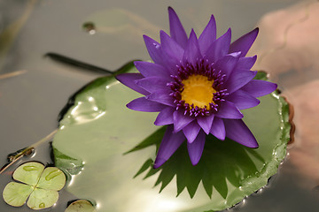 Image showing Beautiful Purple Lotus on Lilly Pad