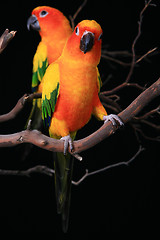 Image showing Sun Conure Parrots With One Looking at The Viewer