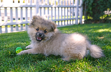 Image showing Cute Puppy Pomeranian Dog Playing Outdoors