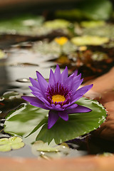 Image showing Image of Lotus in Reflective Water