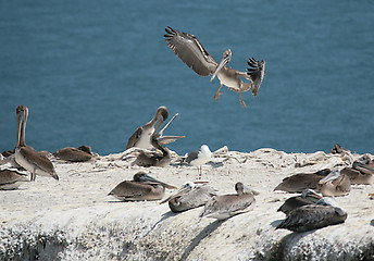 Image showing Wild Pelicans on a Cliff Communicating