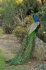 Image showing Peacock Male Bird Posing