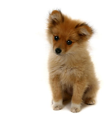 Image showing Adorable Looking Pomeranian Puppy