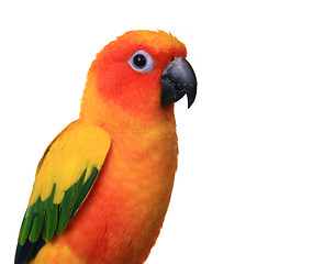 Image showing Bright Sun Conure Parrot on White