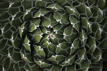 Image showing Circle Pattern Center of a Succulent Cactus